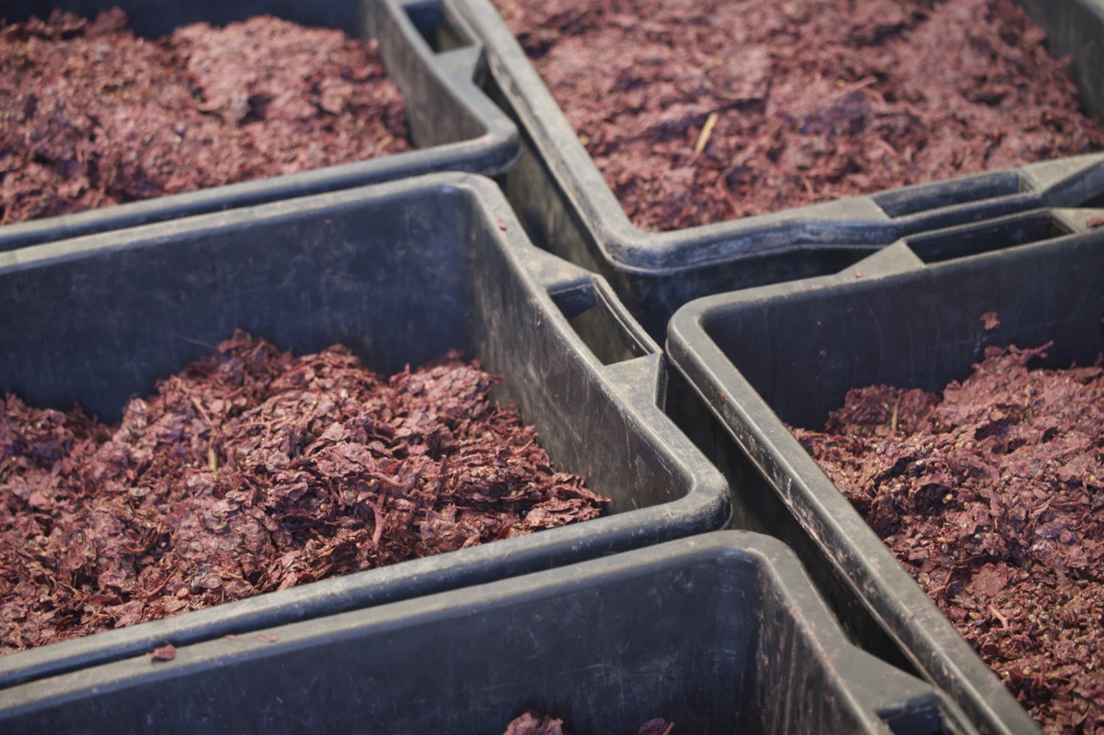 Crates of pressed grapes