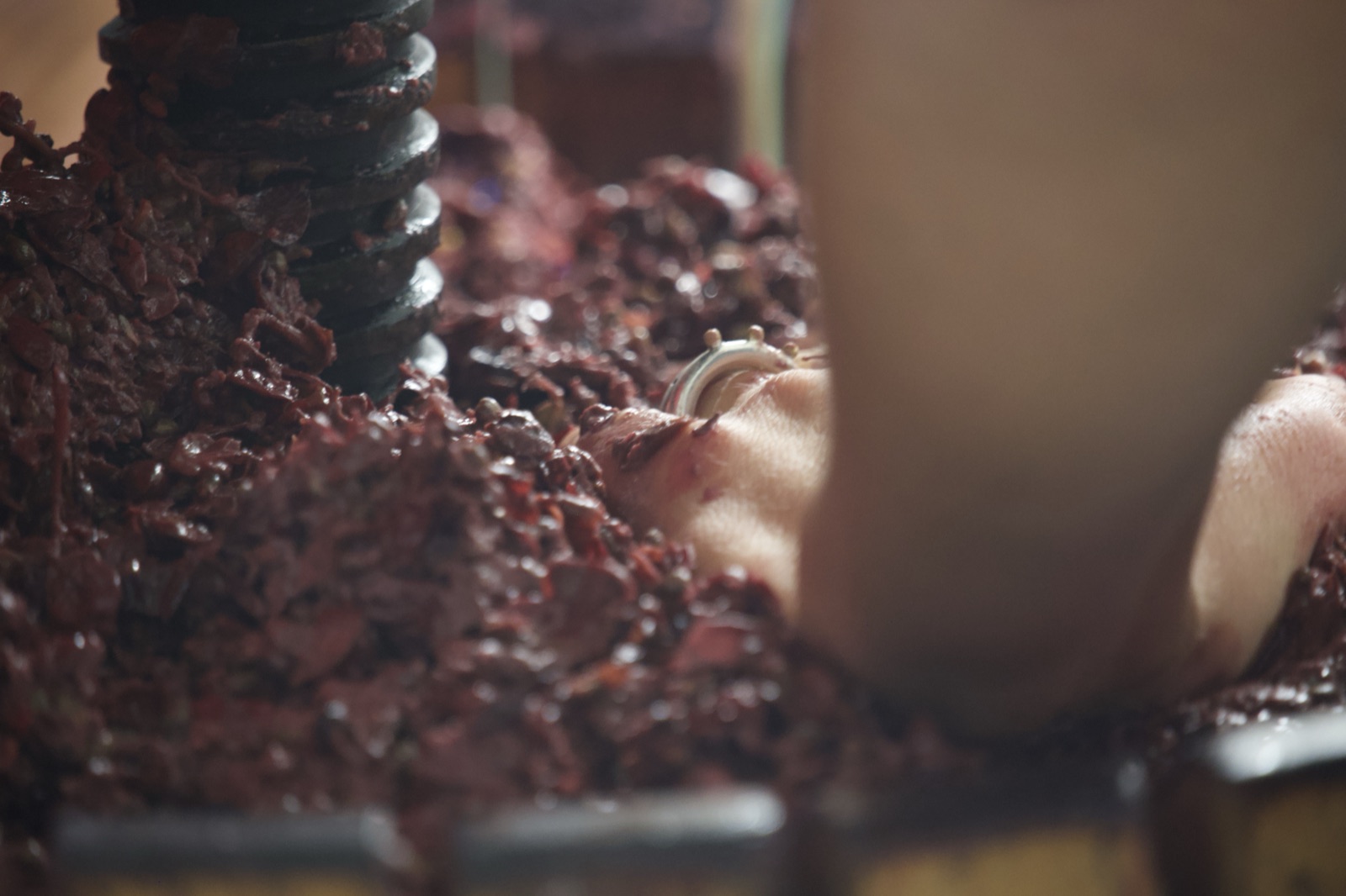 Hands working the grape must, old methods for winemaking