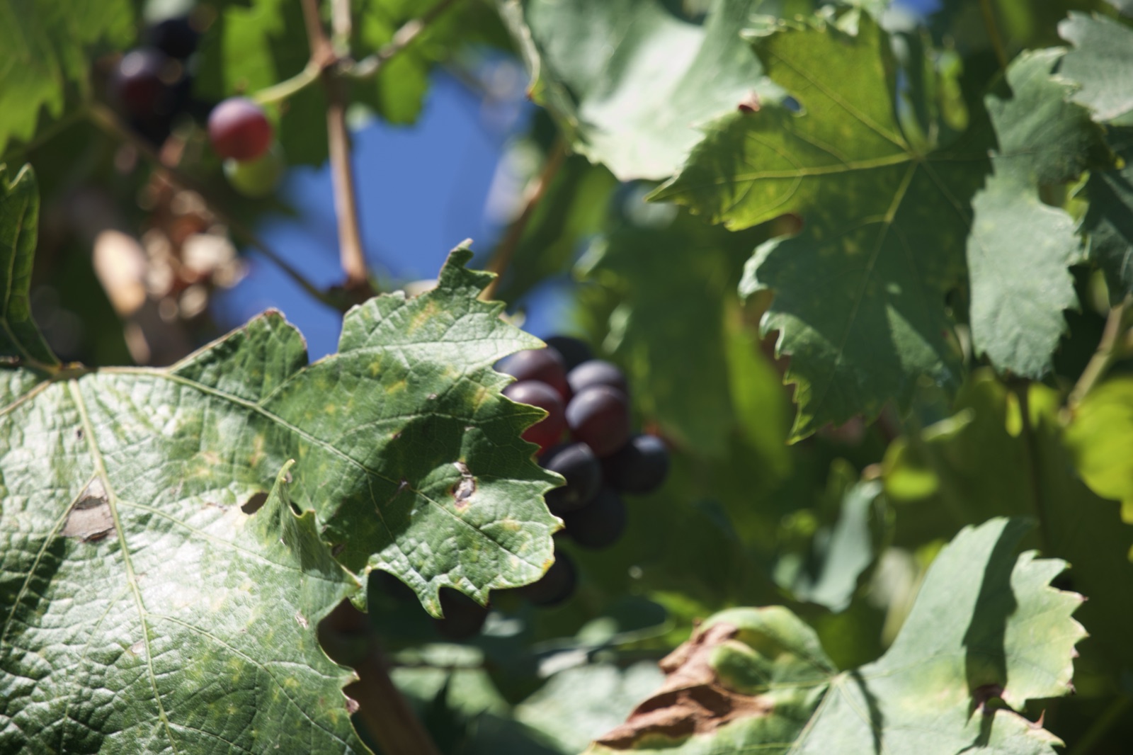 Sunlit grapes ripening on the vine