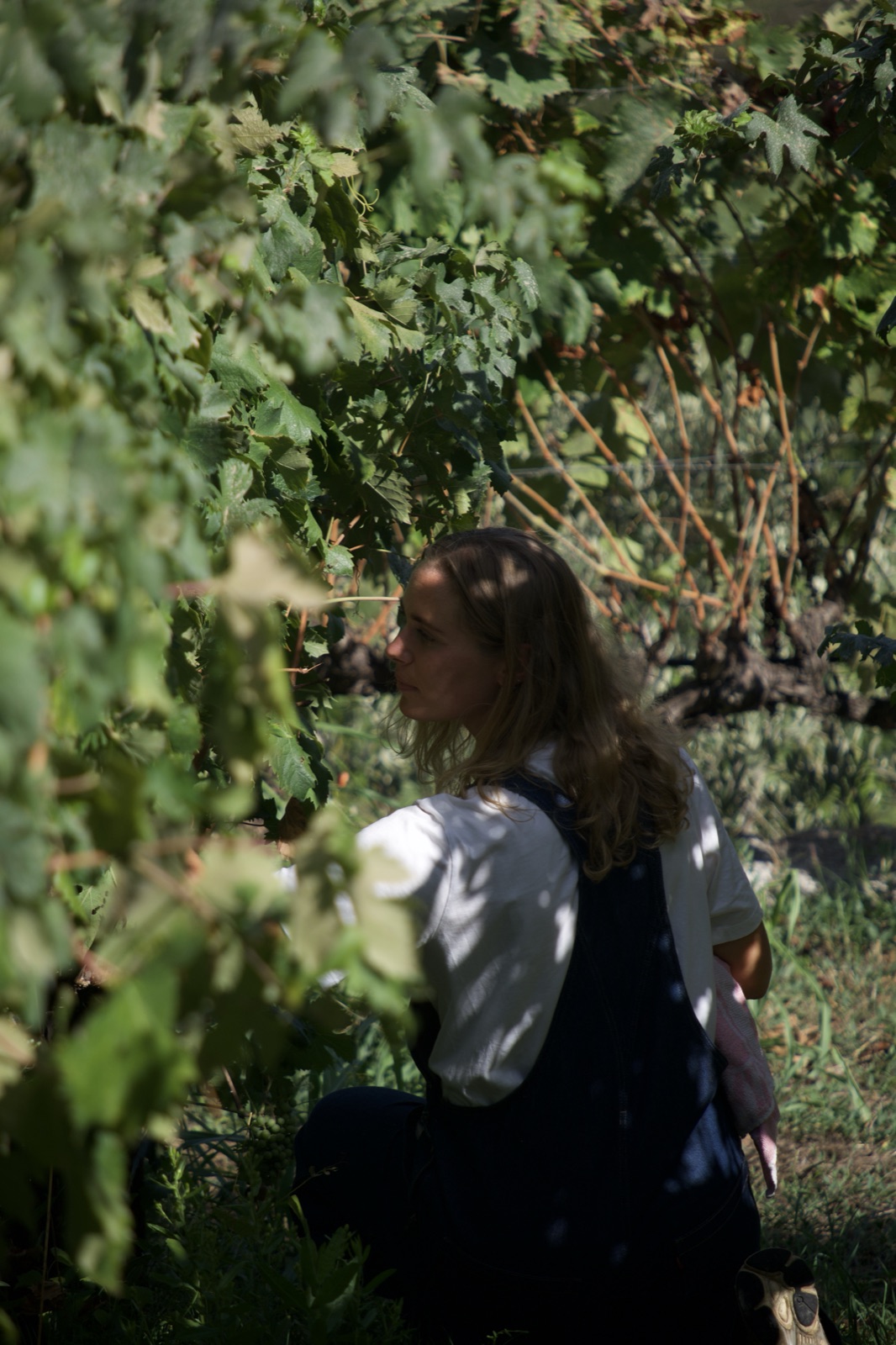 Among the vines at Roots of Alpicella