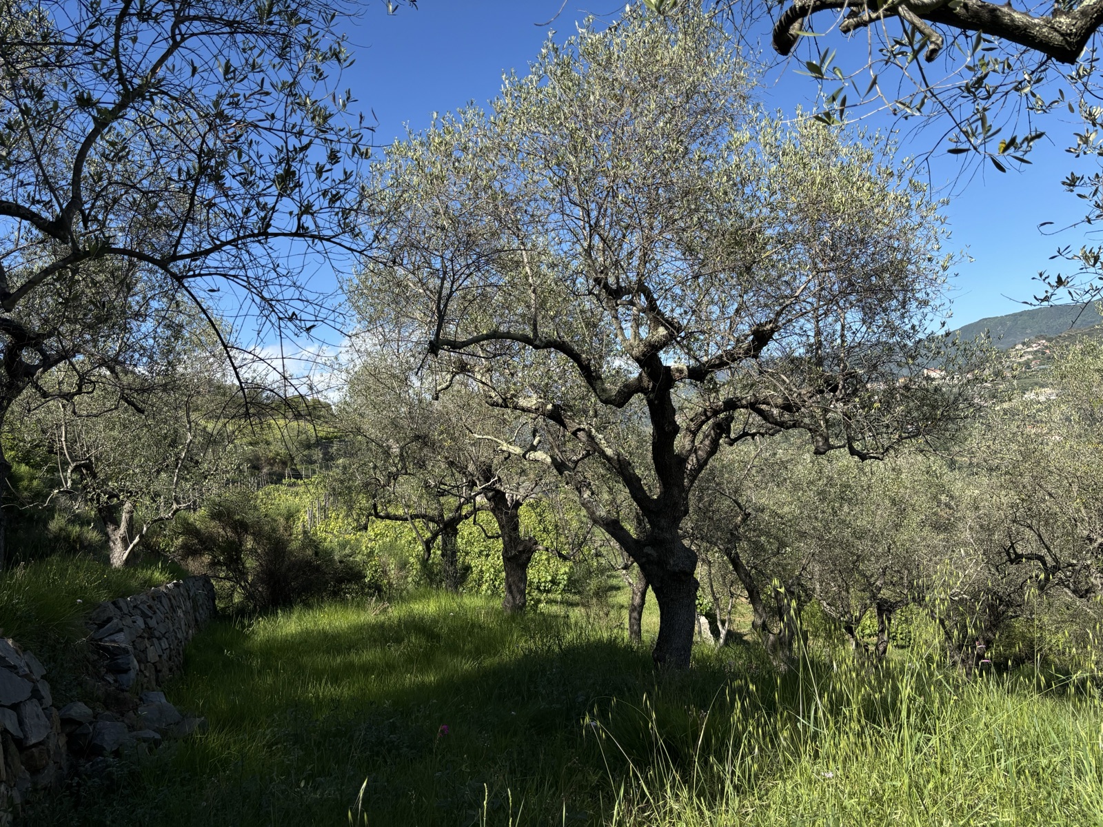 An olive grove among the terraces, Alpicella