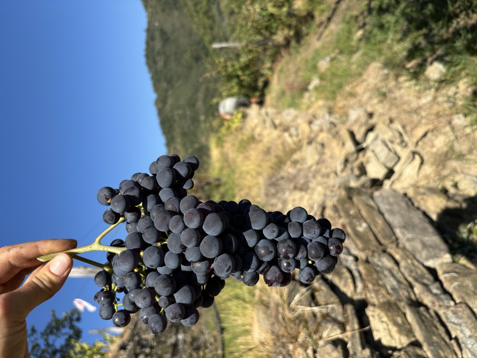 A cluster of Rossese grapes held by hand on the vineyard path