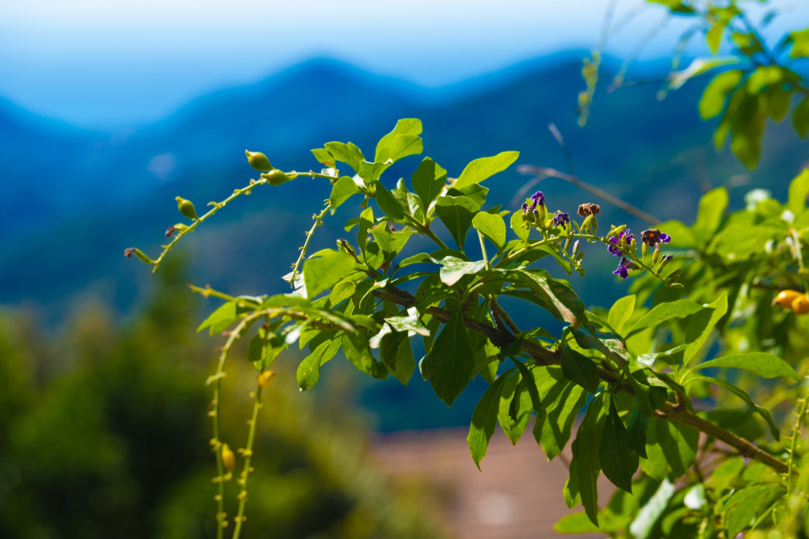 A vine tendril against the mountains beyond