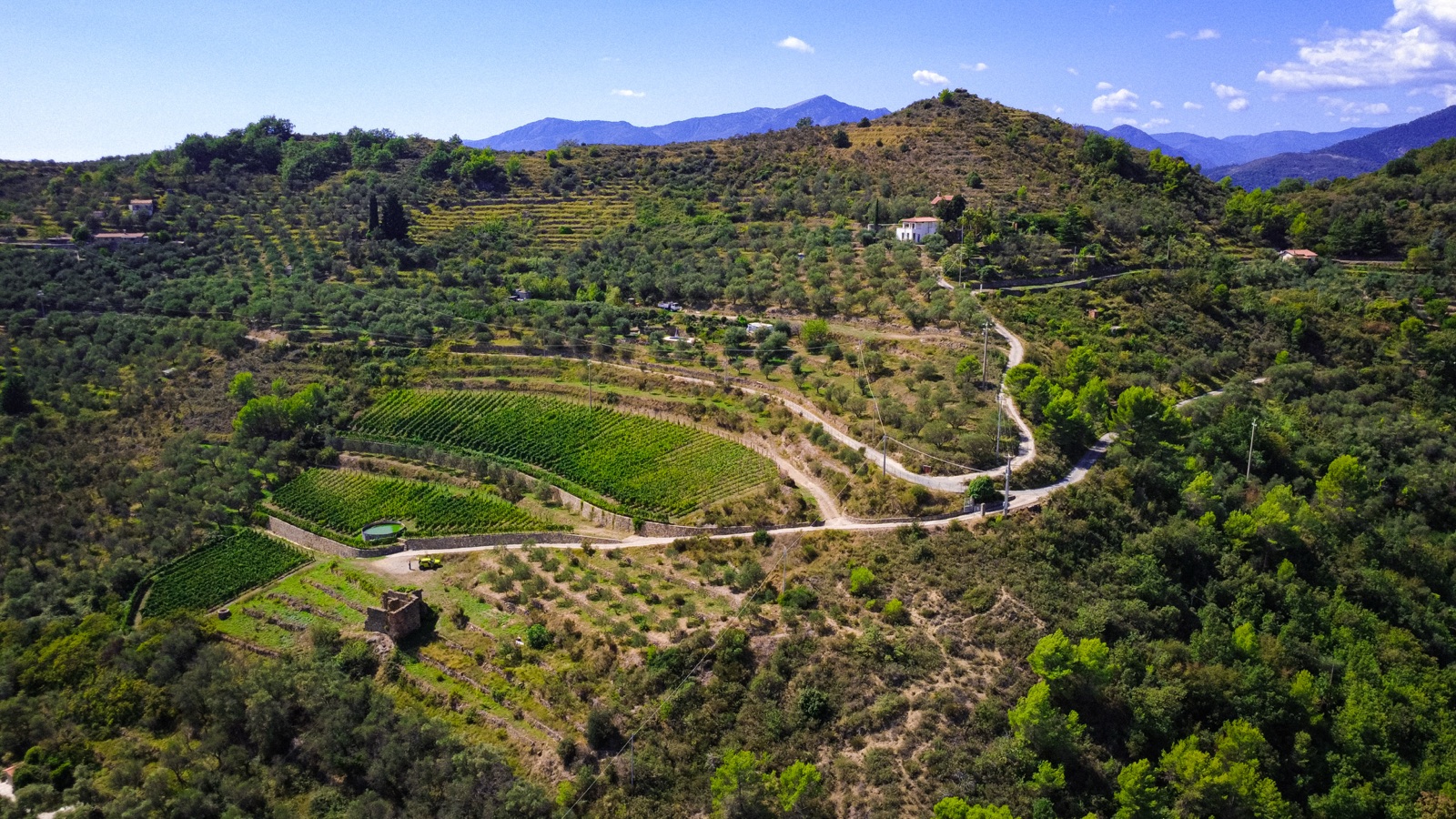 Aerial view over the terraced vineyard and valley at Alpicella