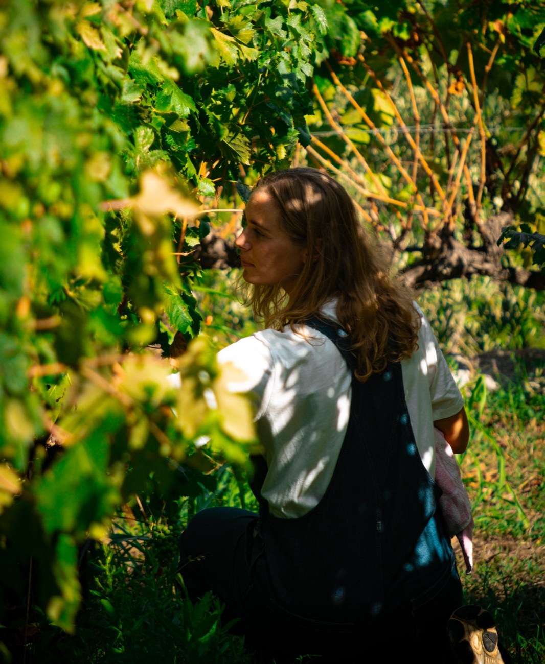 Among the vines at Alpicella